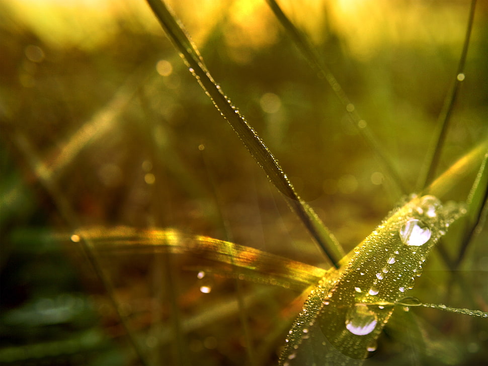 green leaf plant HD wallpaper